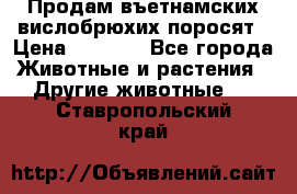 Продам въетнамских вислобрюхих поросят › Цена ­ 2 500 - Все города Животные и растения » Другие животные   . Ставропольский край